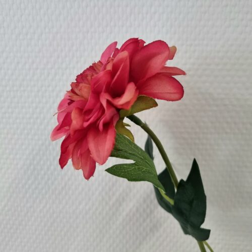 Zinnia fin cerise