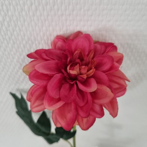 Zinnia fin cerise