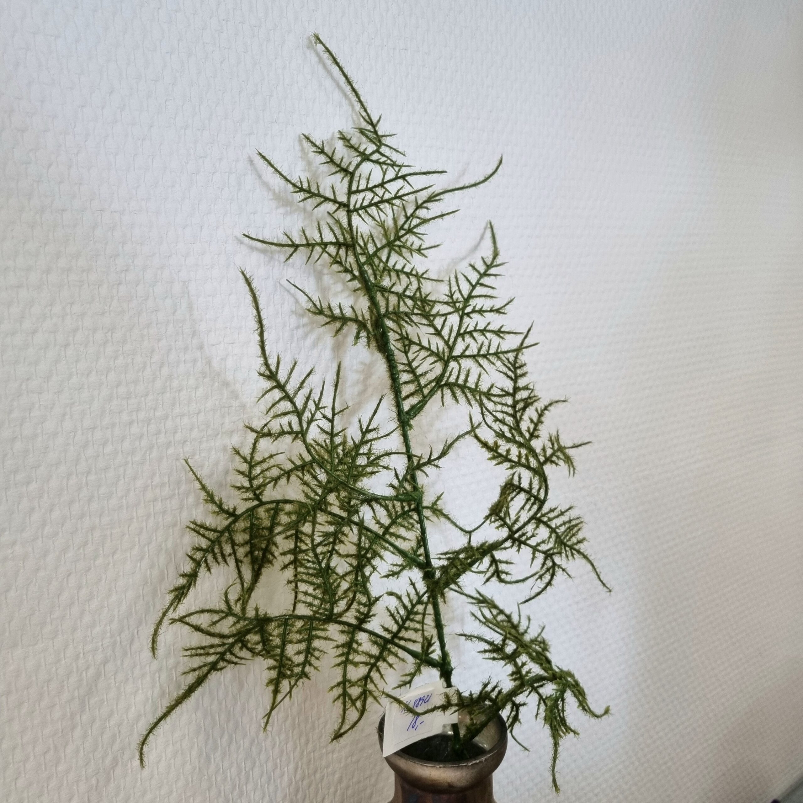 Plumosus fin og fyldig til buketfyld