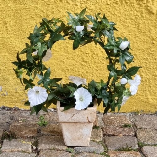 Morning Glory hvid på bøjle –  Ipomea