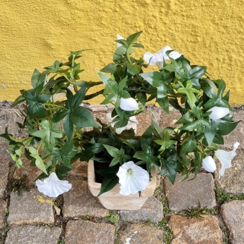 Morning Glory hvid på bøjle –  Ipomea