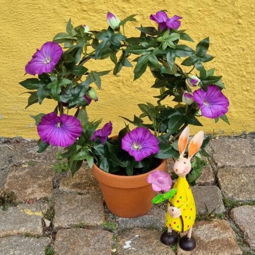 Morning Glory lilla på bøjle –  Ipomea