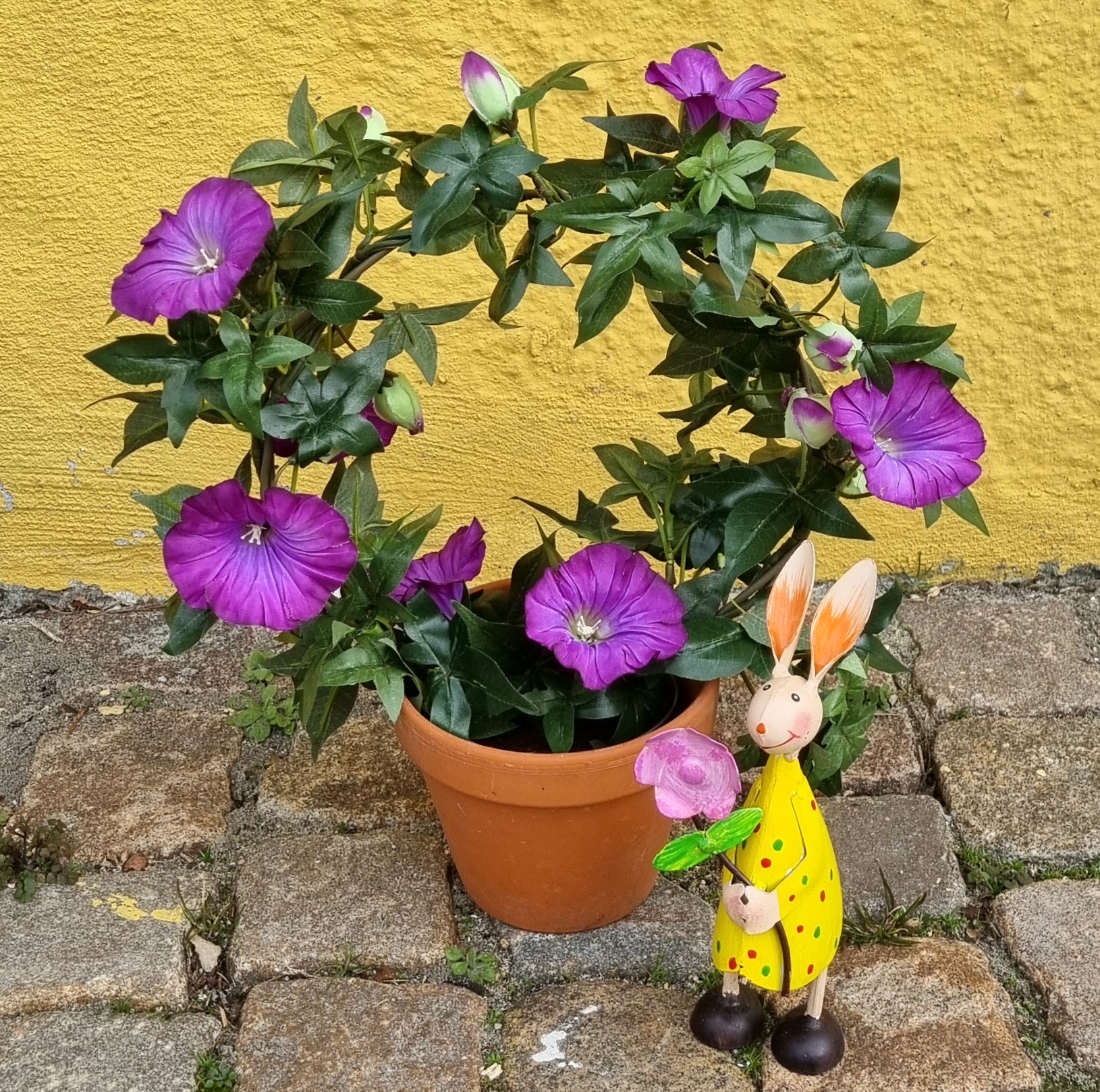 Morning Glory lilla - Ipomea på bøjle