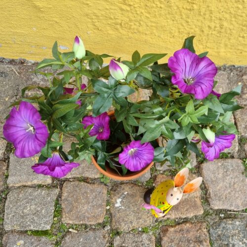 Morning Glory lilla på bøjle –  Ipomea