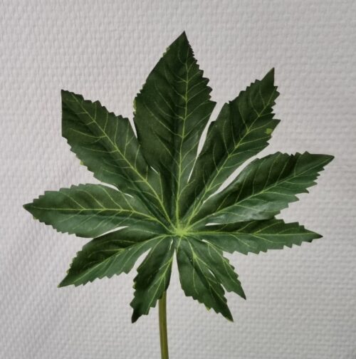 Aralia grønne blade til buketter