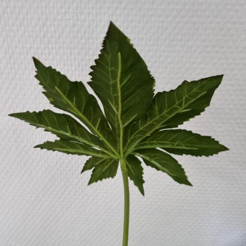 Aralia grønne blade til buketter