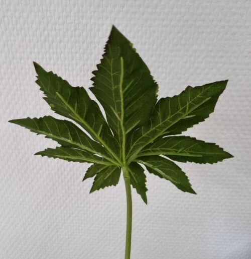 Aralia grønne blade