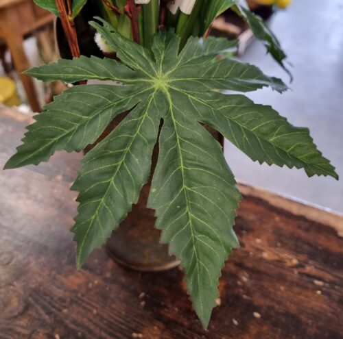 Aralia grønne blade