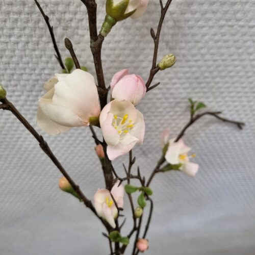 Stor Æblegren med fine lyserøde blomster
