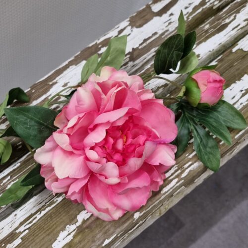 Stor 2-grenet Pæon lys cerise