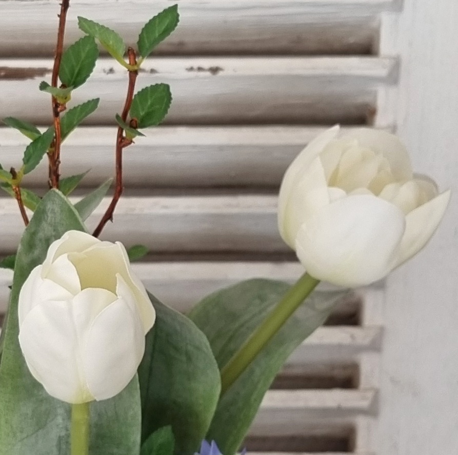 Smuk hvid Tulipan - fin og enkel