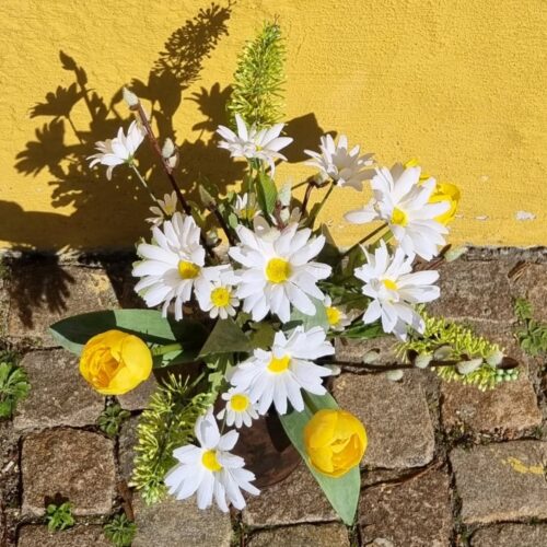 Skønne Margueritter i buket med Tulipaner