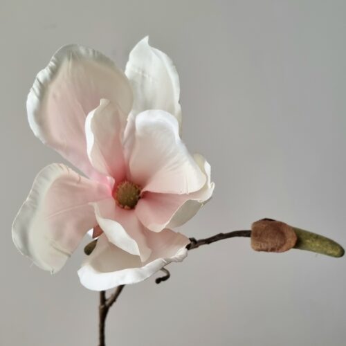 Rosa Magnolie – smuk flergrenet stilk
