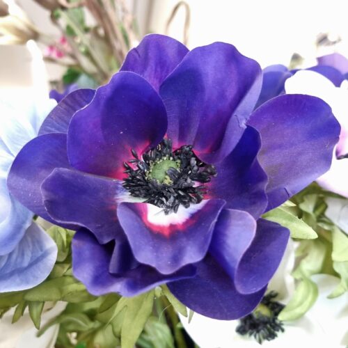 Anemone mørk lilla med stort flot hoved – så smuk