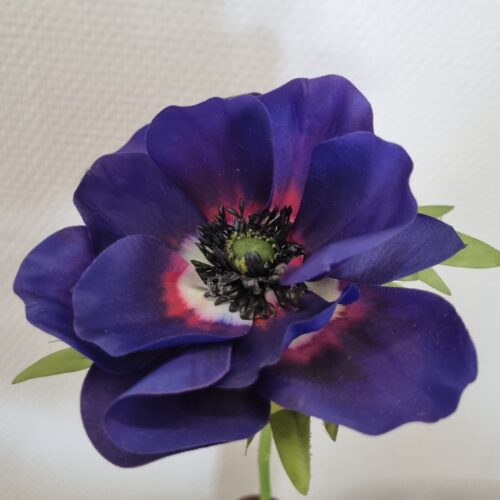 Anemone mørk lilla med stort flot hoved – så smuk