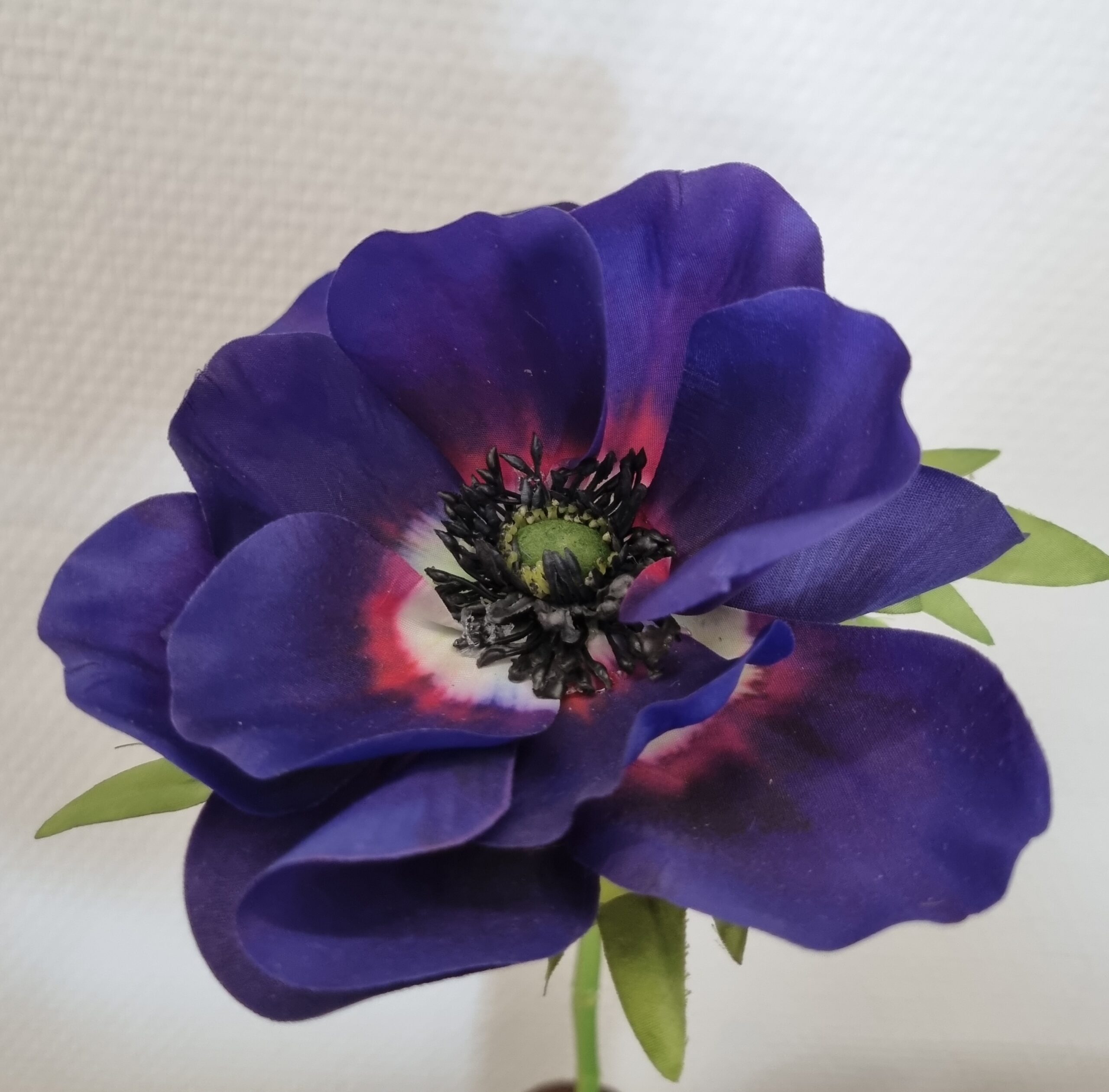 Anemone