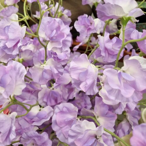 Sød lyslilla Ærteblomst