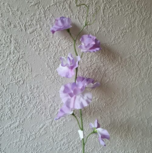 Sød lyslilla Ærteblomst