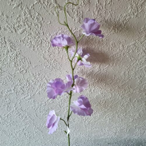 Sød lyslilla Ærteblomst