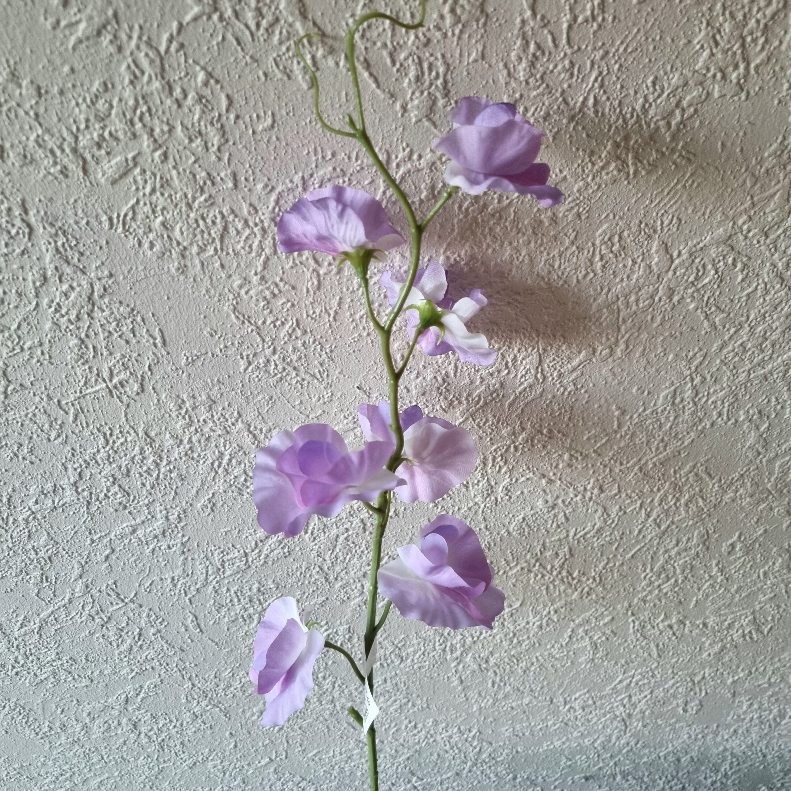 Sød lyslilla Ærteblomst