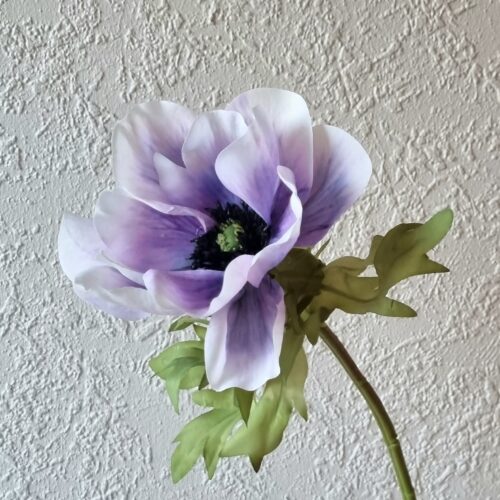 Anemone lys lilla med stort flot hoved – så smuk