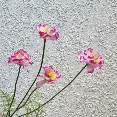 Cosmea med søde rosa/cerise blomster