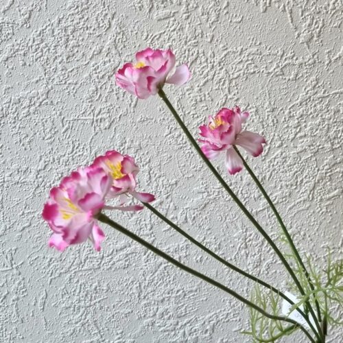Cosmea søde rosa/cerise