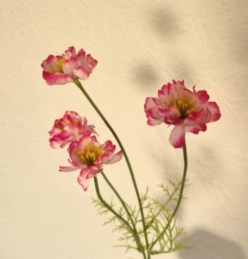 Cosmea med søde rosa/cerise blomster