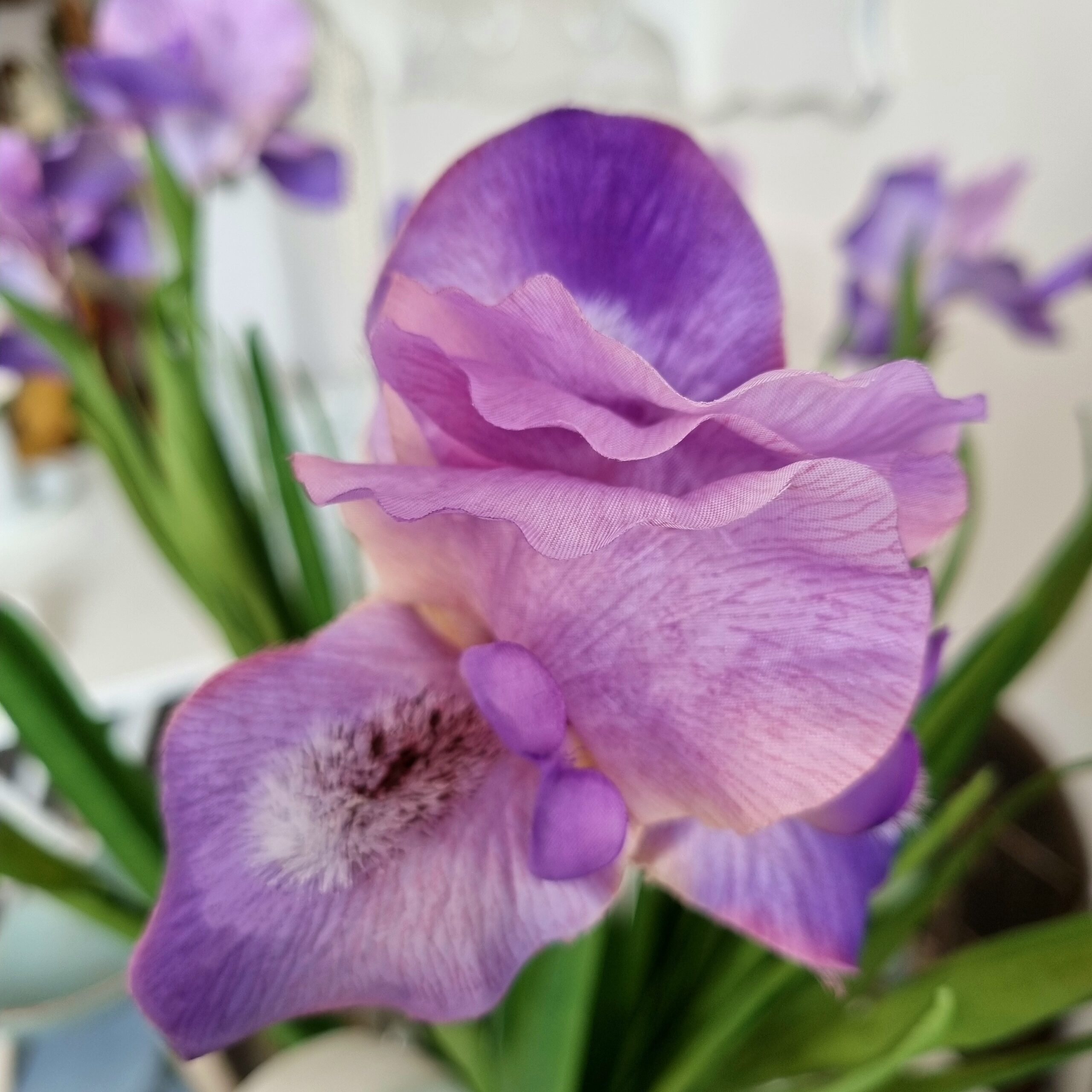 Elegant lys lilla Iris