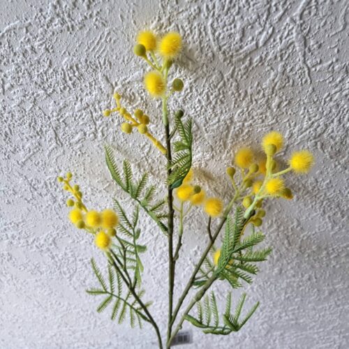 Smukke gule Mimoser med mange små gule kugler