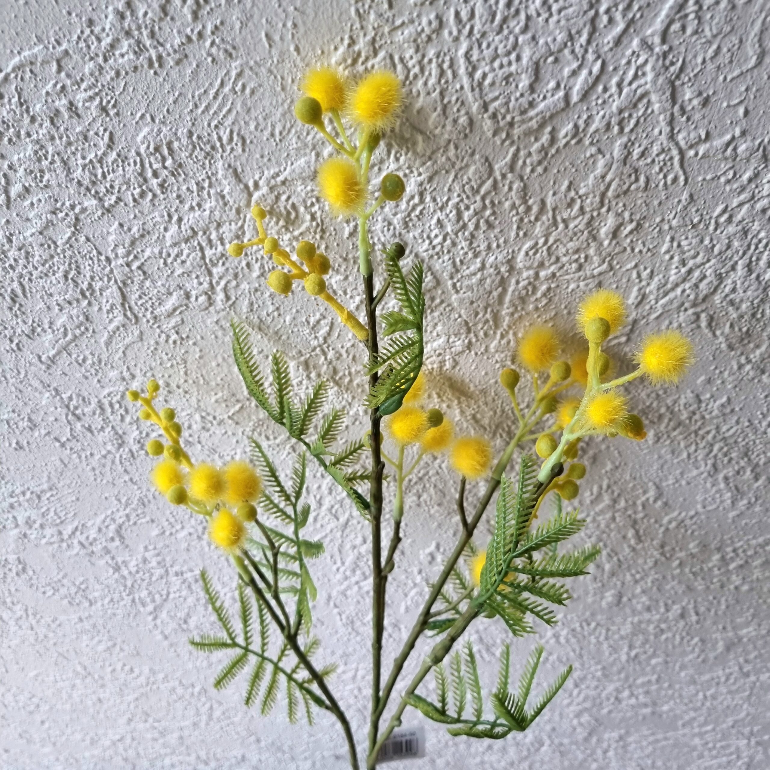 Skønne gule Mimoser