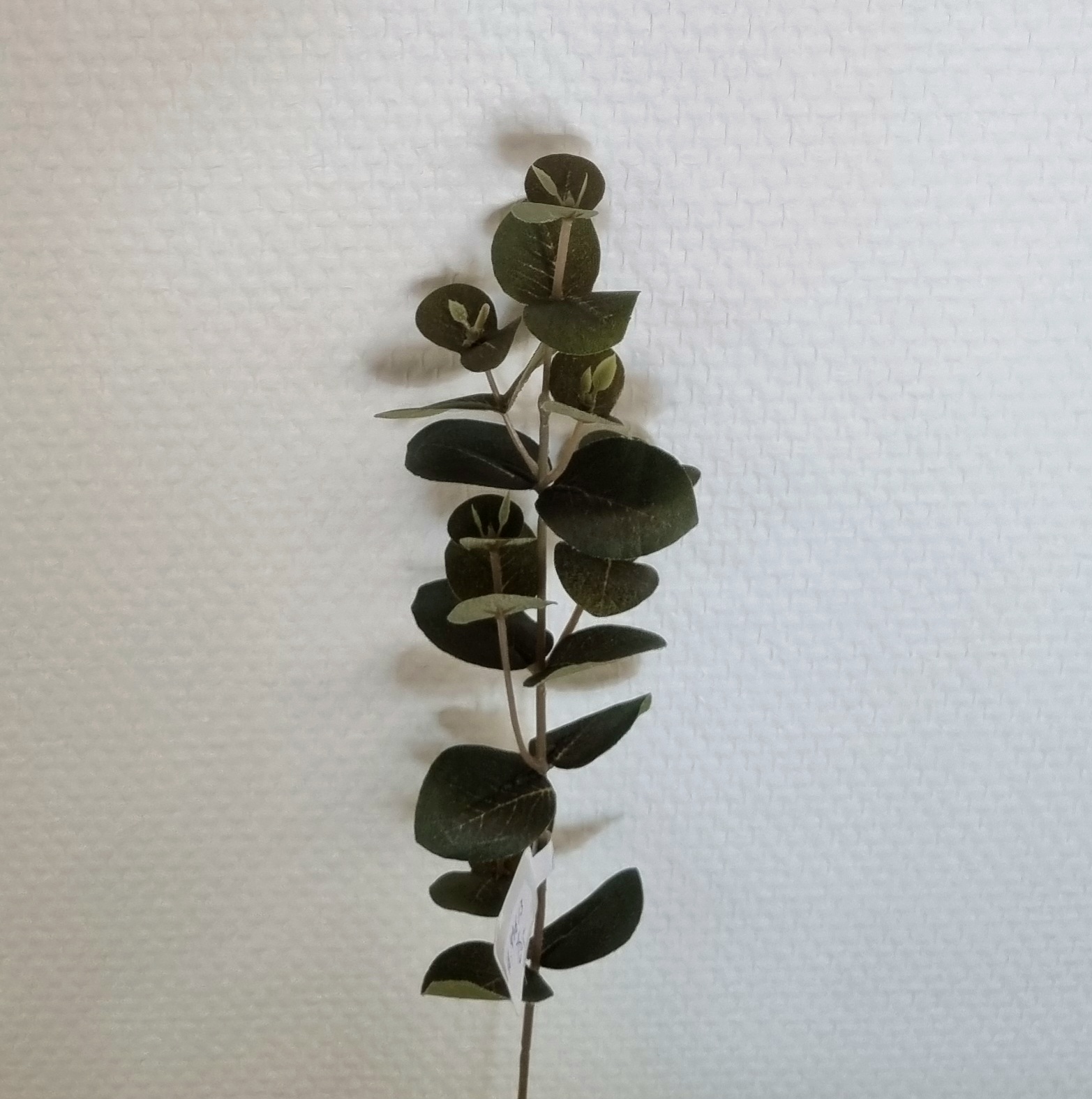 Eucalyptus gren i smuk mørk grøn farve