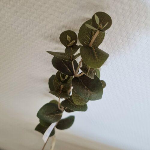 Eucalyptus gren i smuk mørk grøn farve