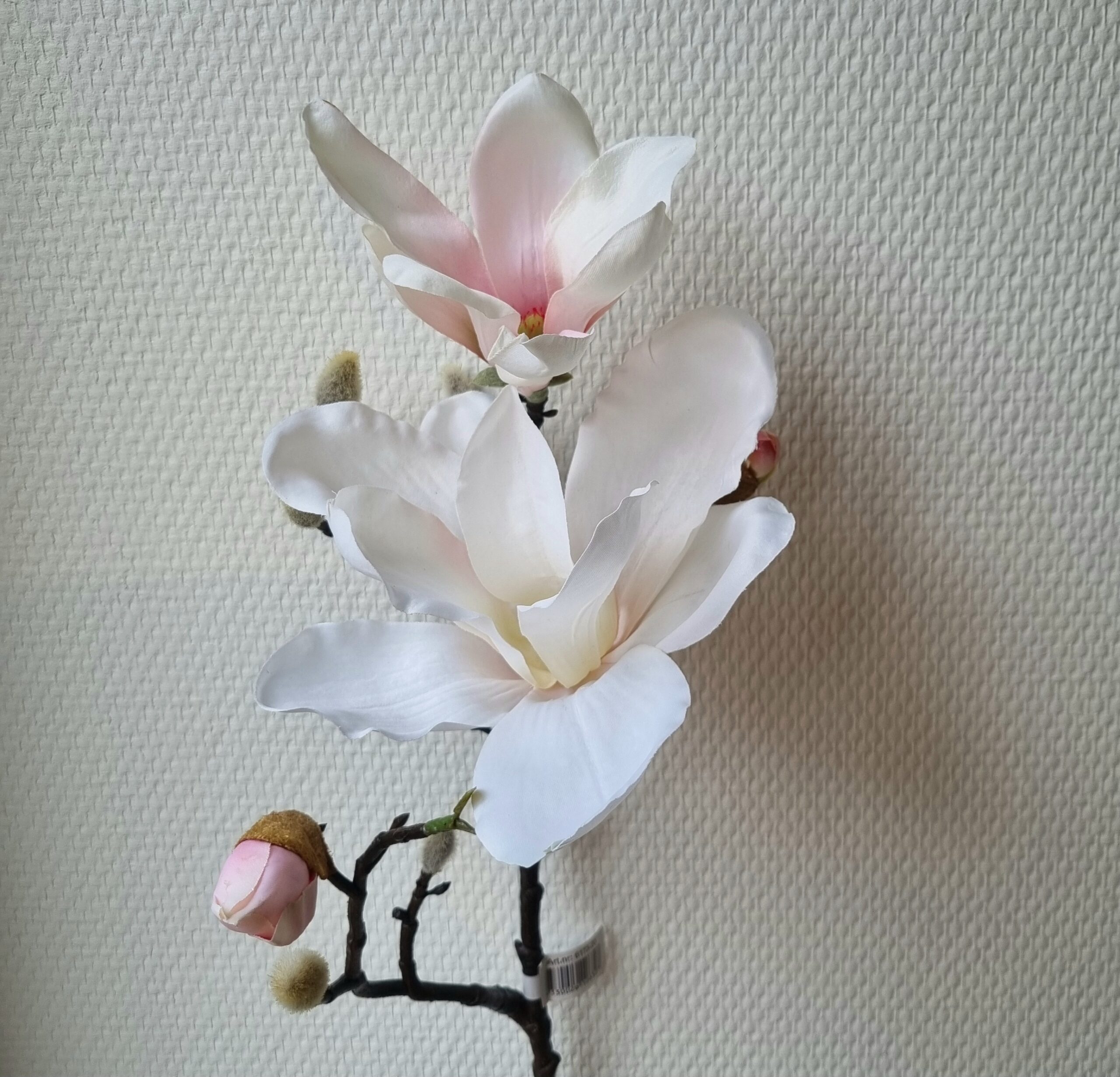 Rosa Magnolie