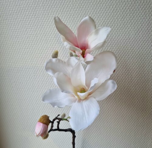 Rosa Magnolie stor smuk