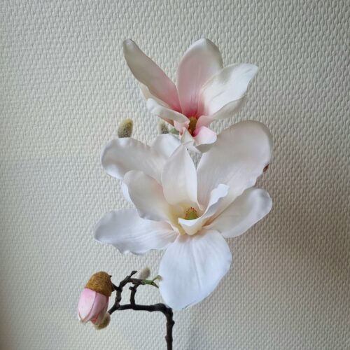 Rosa Magnolie – stor smuk flergrenet stilk