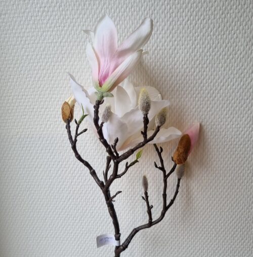 Rosa Magnolie