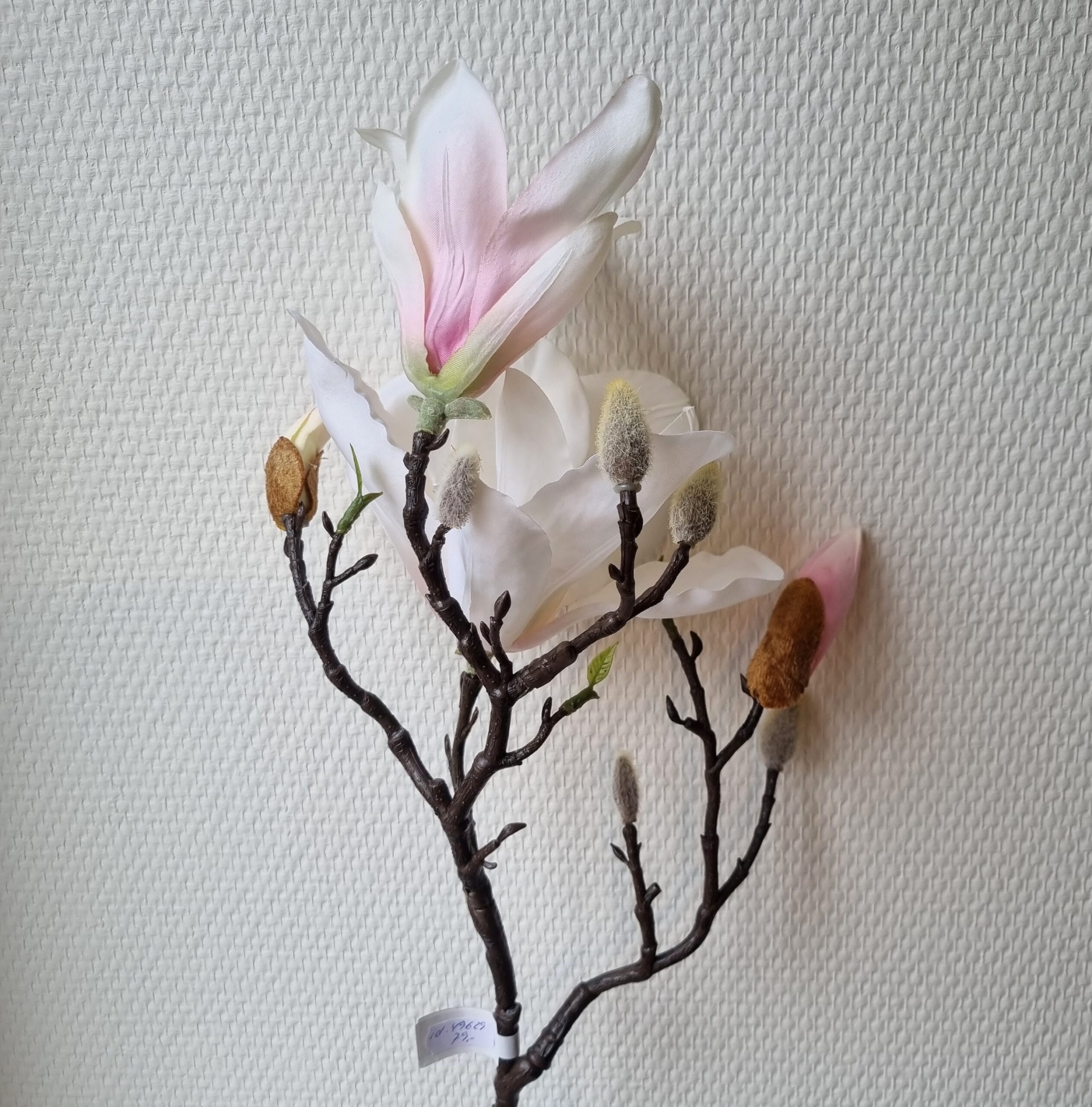 Rosa Magnolie