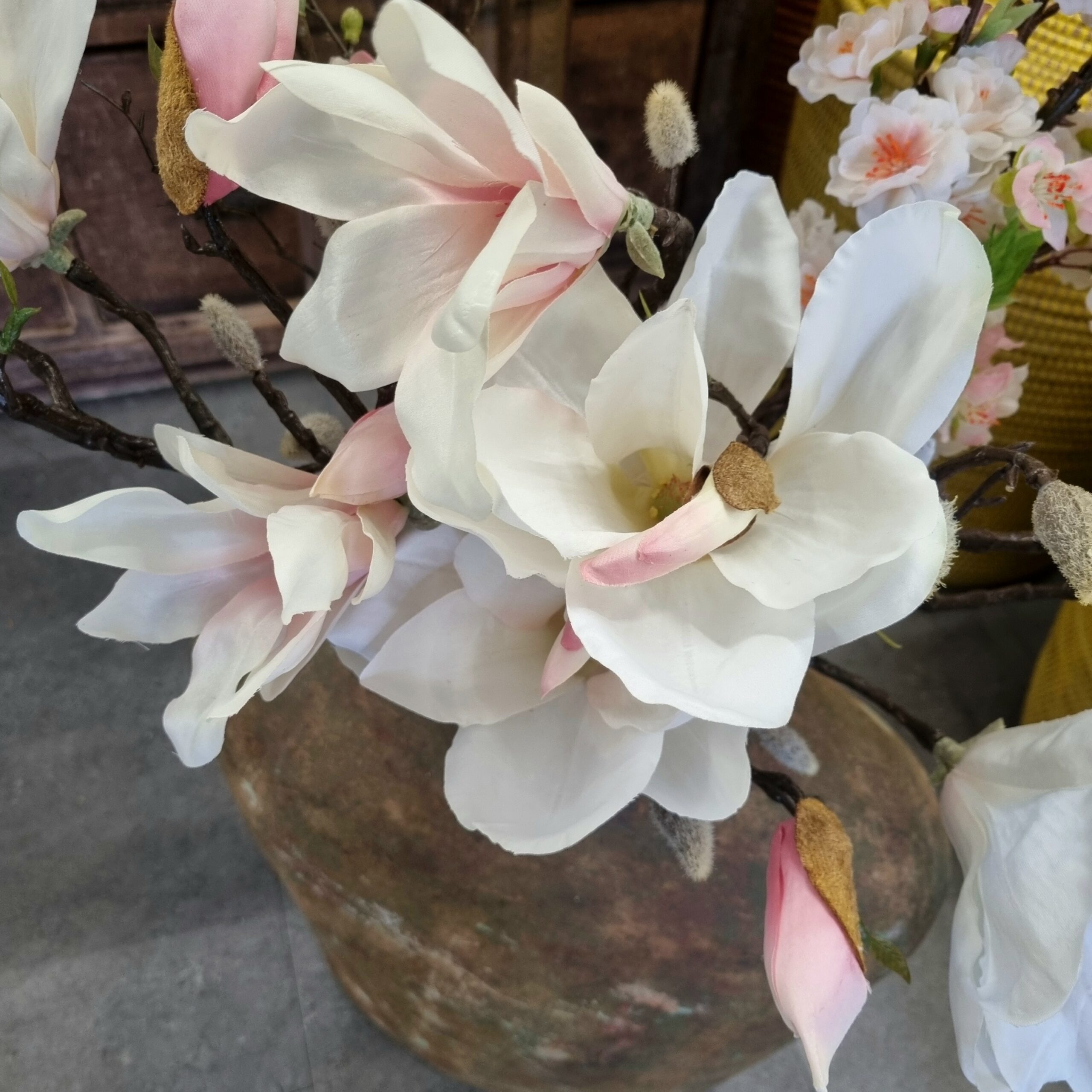 Smuk stor rosa Magnolie