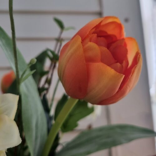 Smuk orange Tulipan – fin og enkel