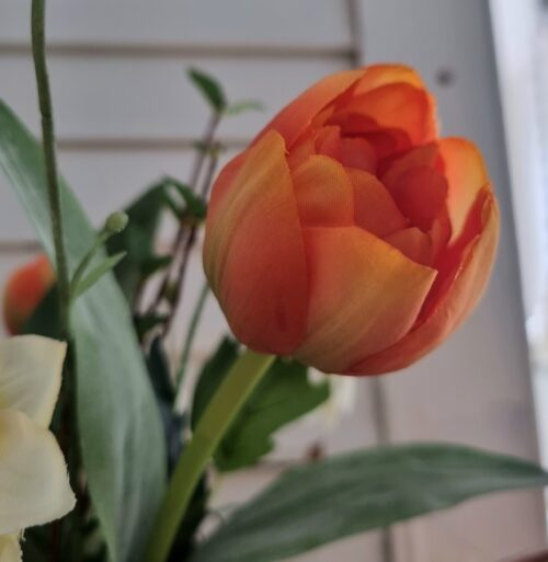 Smuk orange Tulipan