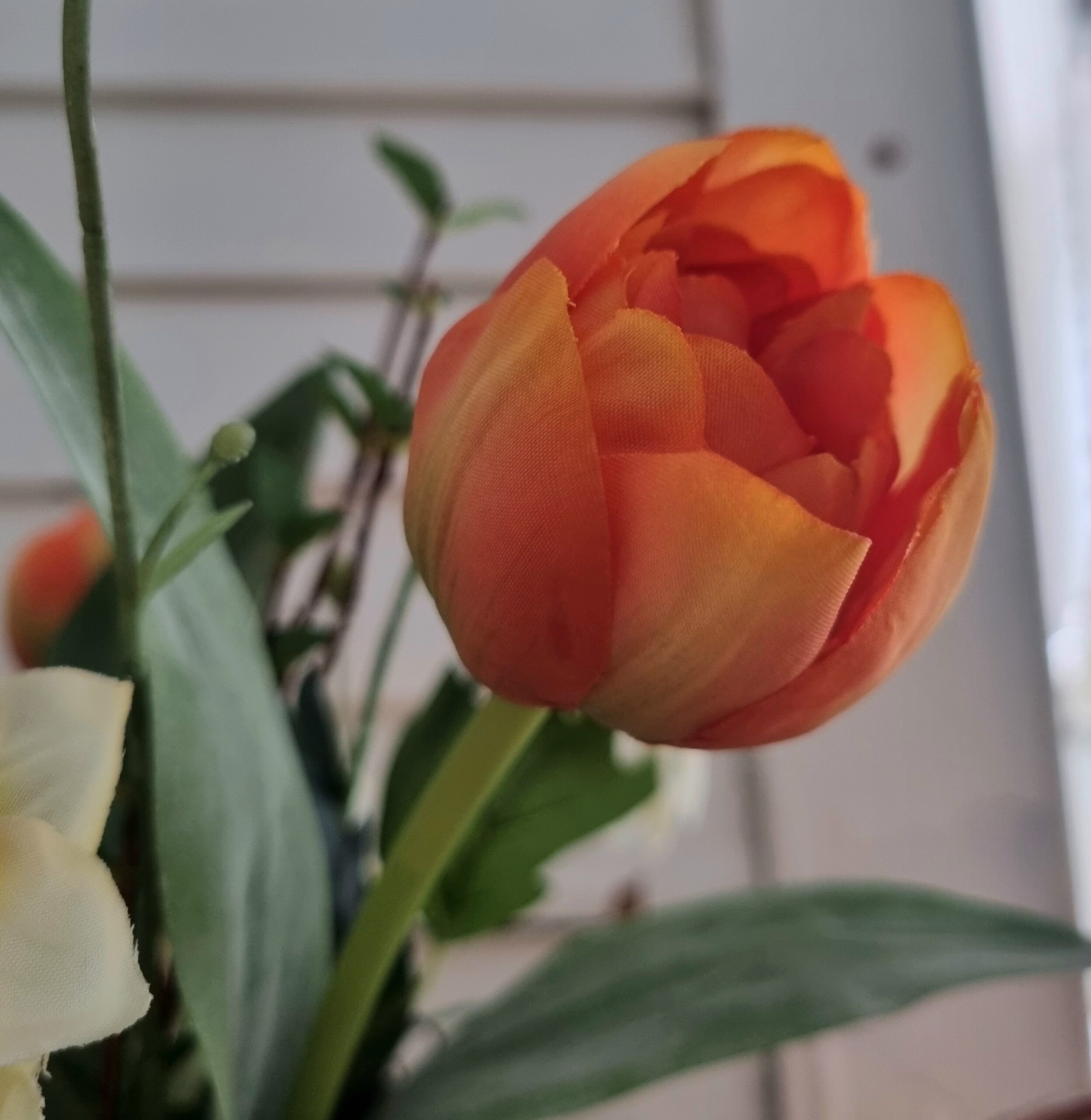 Smuk orange Tulipan