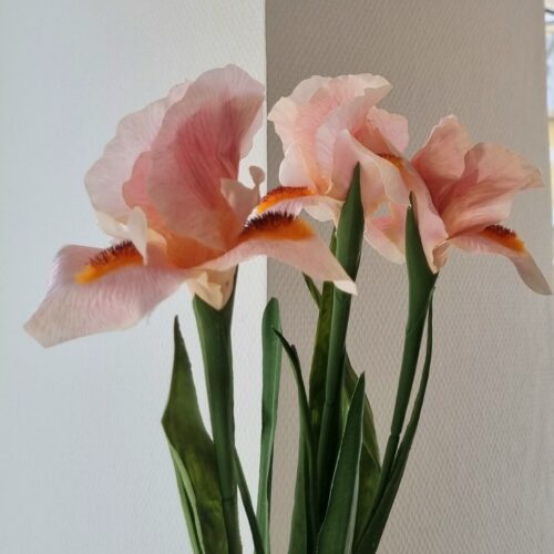Elegant lys rosa Iris – smuk naturtro
