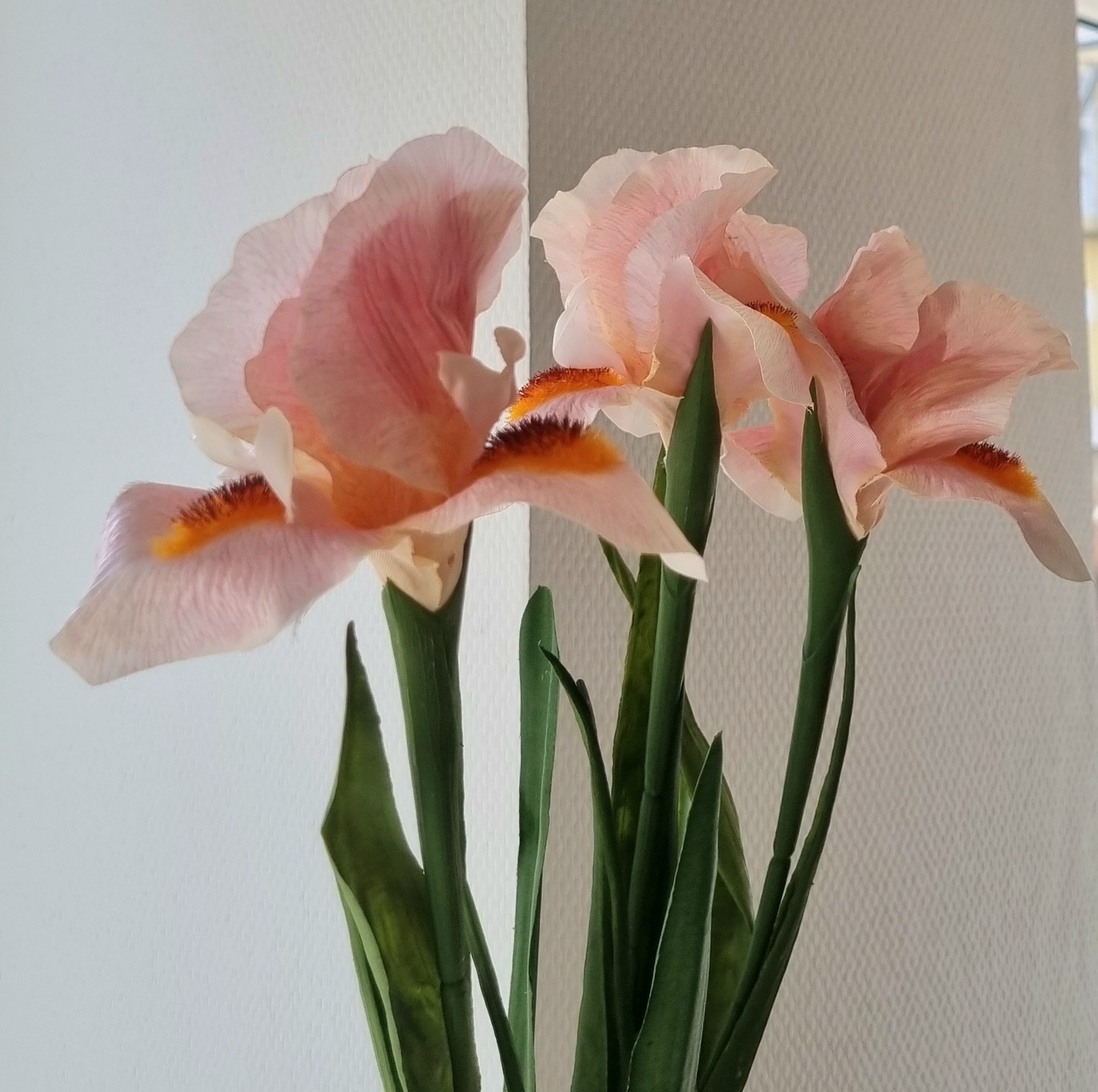 Elegant lys rosa Iris