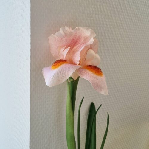 Elegant lys rosa Iris – smuk naturtro
