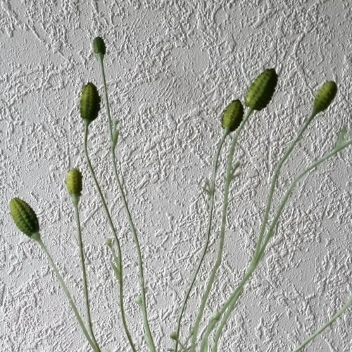 Dekorationsgren – Pimpernel flot og fyldig