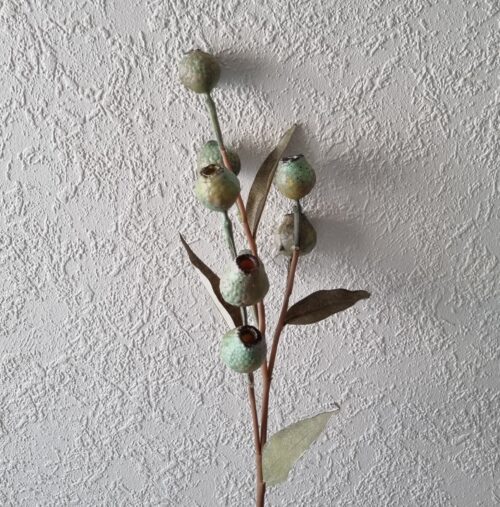 Eucalyptus bærgren - flot flergrenet og fyldig