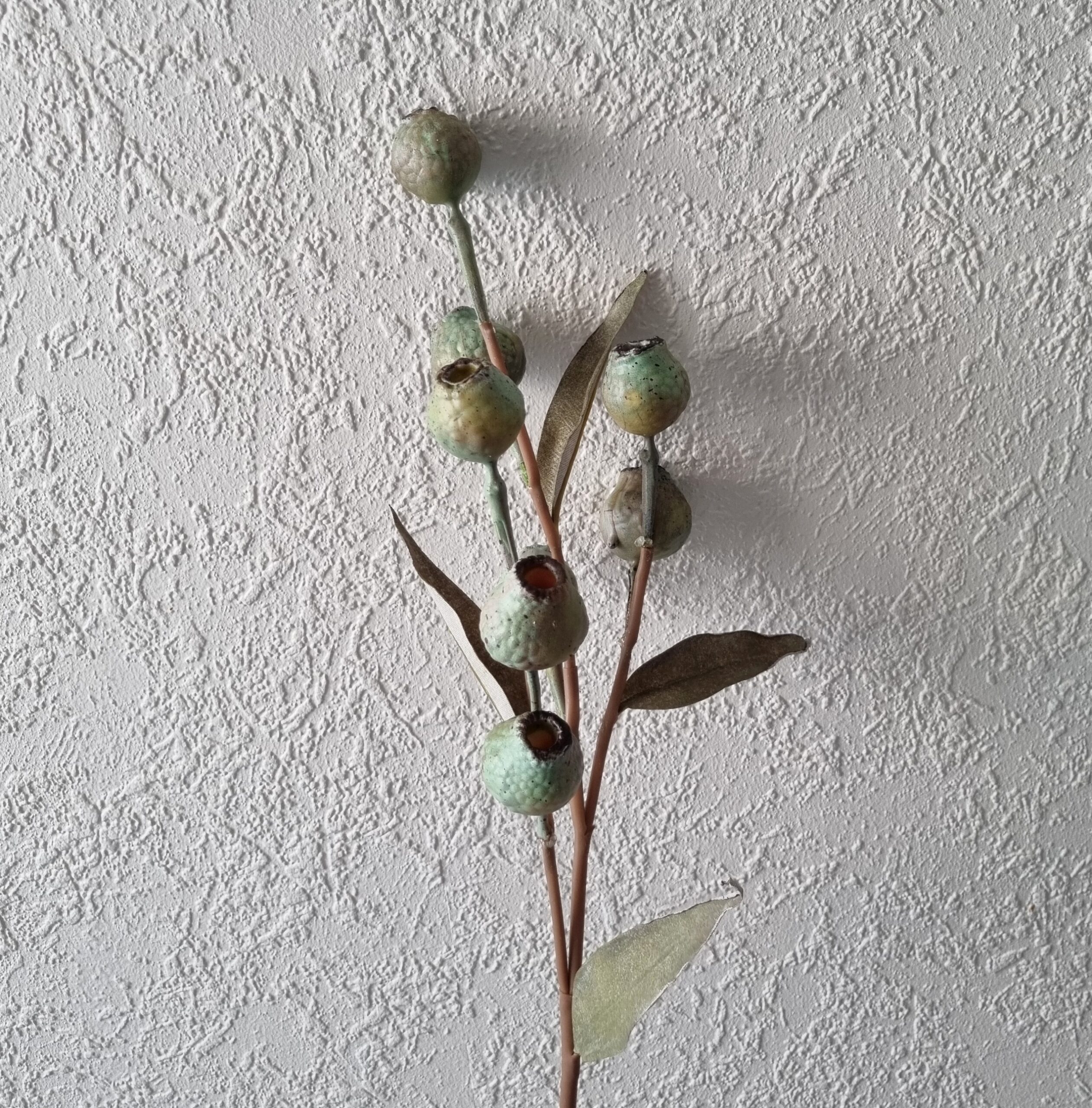 Eucalyptus bærgren - flot flergrenet og fyldig