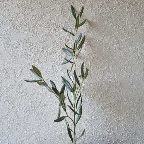 Olivengren med mange fine blade – 2-grenet