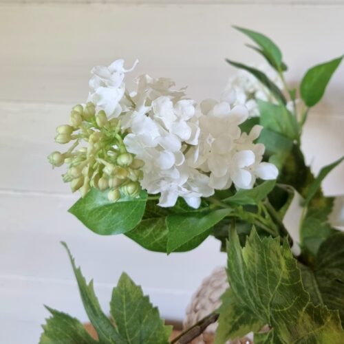 Syrén hvid med flot blomsterhoved